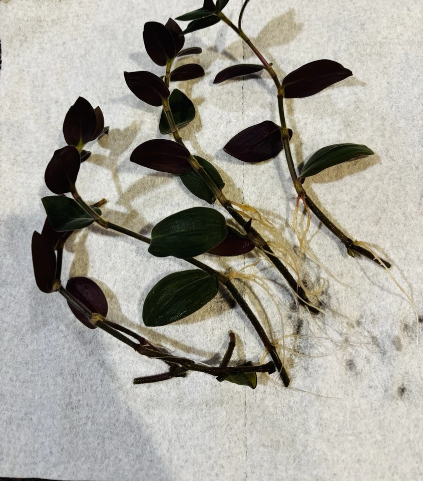 Wandering Jew Houseplant Rooted Cuttings - 4 Tradescantia Zebrina Cuttings 6 Inches Long Purple Trailing Plant