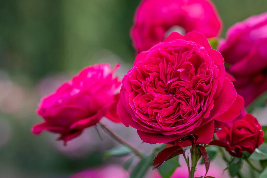 Rouge Royal Red Rose Cuttings – 3 Live Unrooted Rose Propagation Cuttings Rosa spp.