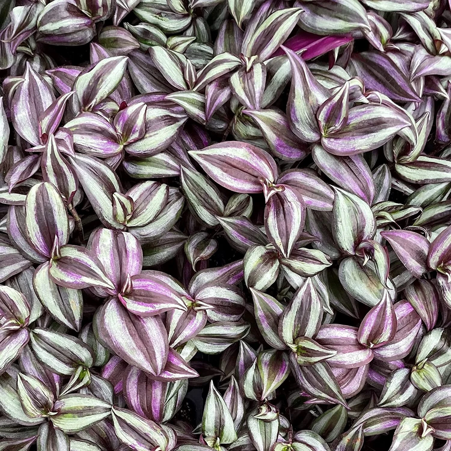Tradescantia Zebrina Purple Plant Cuttings Set of 5 - Fast Rooting Wandering Jew Starters