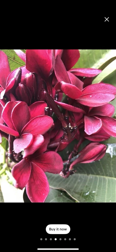 Scott Pratt Plumeria Cuttings - 12 Live 12-Inch Two-Tip Plumeria Rubra Cuttings for Propagation