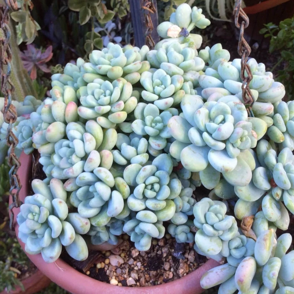 Sedum clavatum Succulent Live Plant in 2 Inch Pot – Compact Blue-Green Rosette for Indoor and Outdoor Gardens