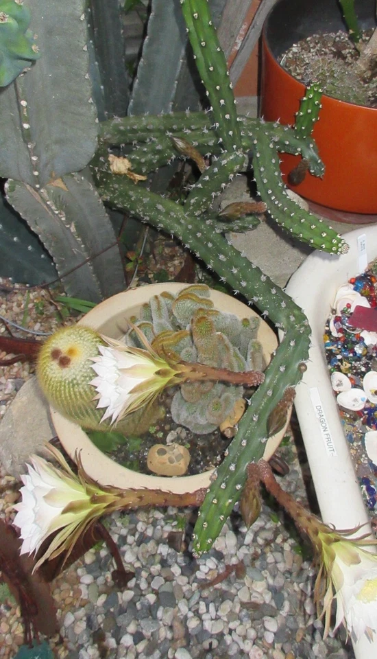 Harrisia Jusbertii Snake Cactus 8 Inch Cutting - Dusk Blooming Rare Cactus for Propagation