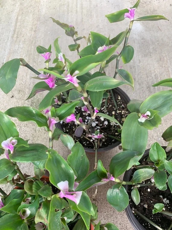 Variegated Tradescantia Blushing Bride Cuttings – 3 Live Unrooted Indoor Houseplant Cuttings