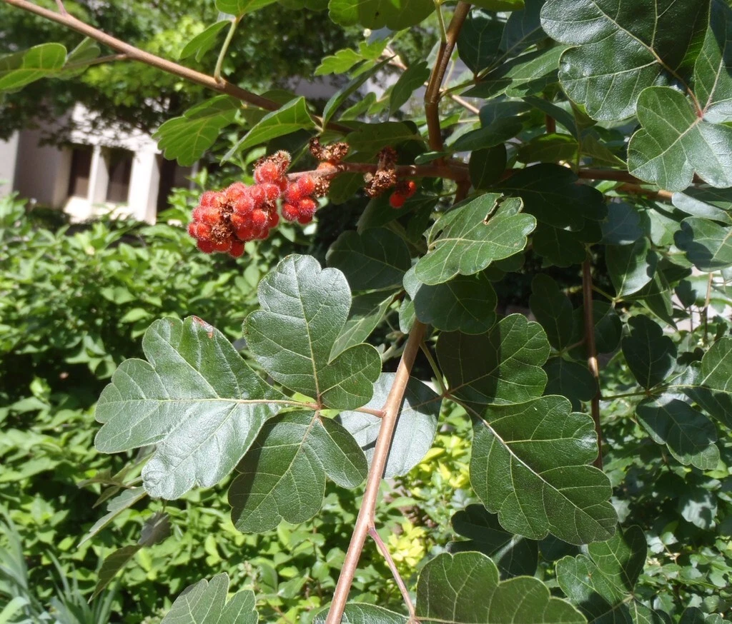 Fragrant Lemon Sumac Cuttings – 10 Rhus aromatica Stems for Easy Rooting and Native Landscaping