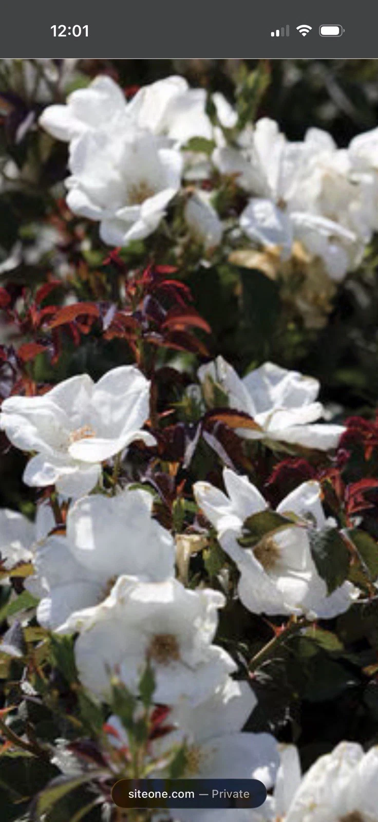 White Knock Out Rose Cuttings – 3 Unrooted 6–8 Inch Bushy White Flowering Shrubs Rosa â€˜White Knock Outâ€™