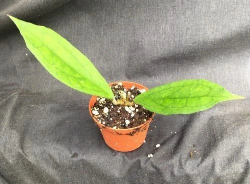 Hoya Jennifer Hybrid Rooted Plant 2.5" Pot, Variegated Foliage, Indoor Vining Hoya Carnosa