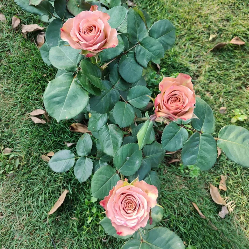 Cappuccino Rose Cuttings - 3 Live Unrooted Cuttings for Rooting or Grafting