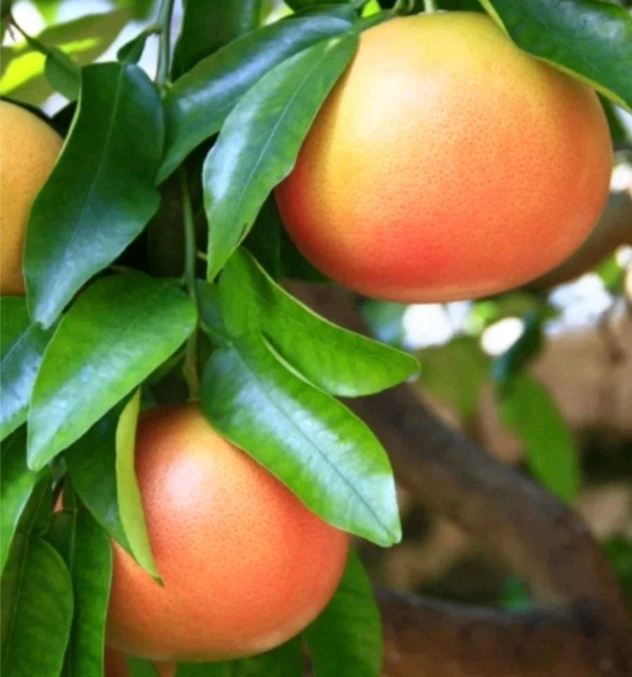 Unrooted Ruby Grapefruit Cutting 6-8 Inches for Rooting or Grafting Citrus paradisi Propagation Material