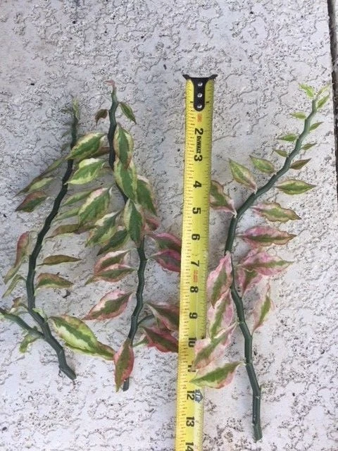 Devil’s Backbone Variegated Euphorbia Cuttings Set of 6 with 1 Rooted Plant - Euphorbia tithymaloides Houseplant