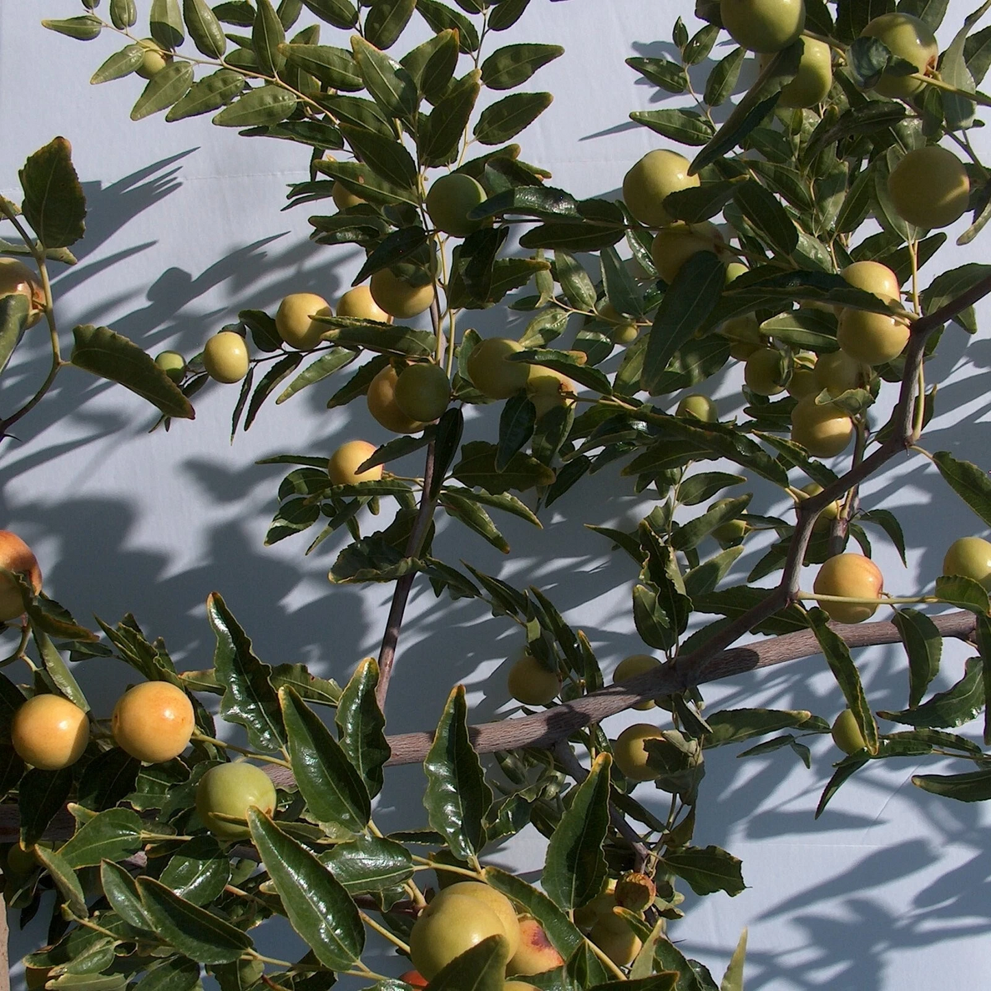 Honey Jar Jujube Scionwood Set of 2 Unrooted 8 Inch Cuttings for Grafting Ziziphus Jujuba