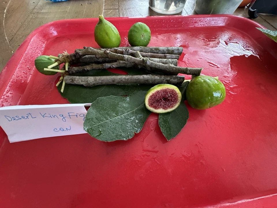Alma and Desert King Fig Cuttings - 6 Unrooted Ficus carica Cuttings for Propagation