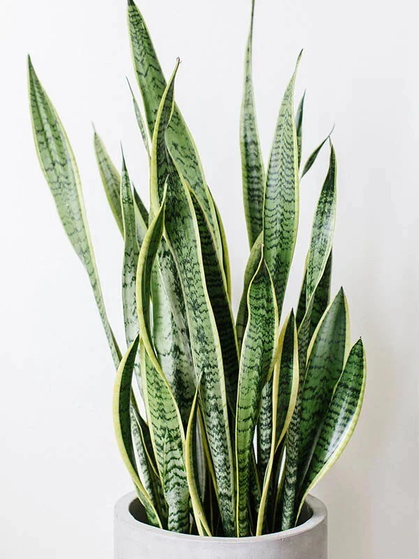 Snake Plant Unrooted Clippings – 3 Dracaena trifasciata Leaf Cuttings for Indoor Propagation