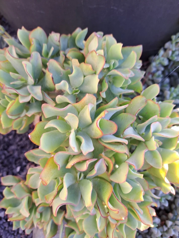 Ripple Jade Cuttings - 5 Crassula Arborescens Undulatifolia Ruffle Jade Succulent Cuttings for Indoor Propagation