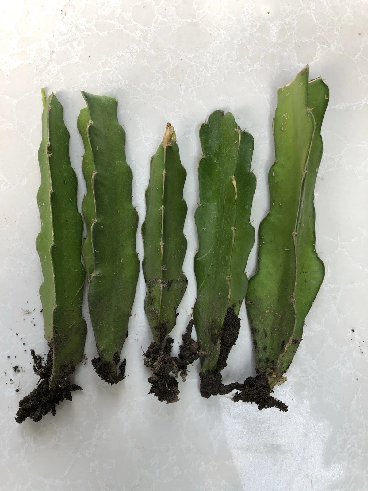 Rooted Dragon Fruit Cuttings – 5 Live Hylocereus spp. Climbing Cactus Vines for Garden or Container Planting
