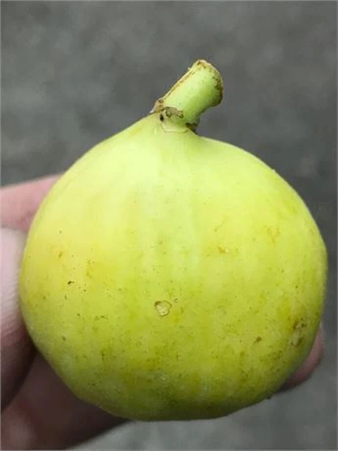 White Marseilles Fig Unrooted Cutting – 8 Inch Ficus carica Cutting with 3+ Nodes for Propagation