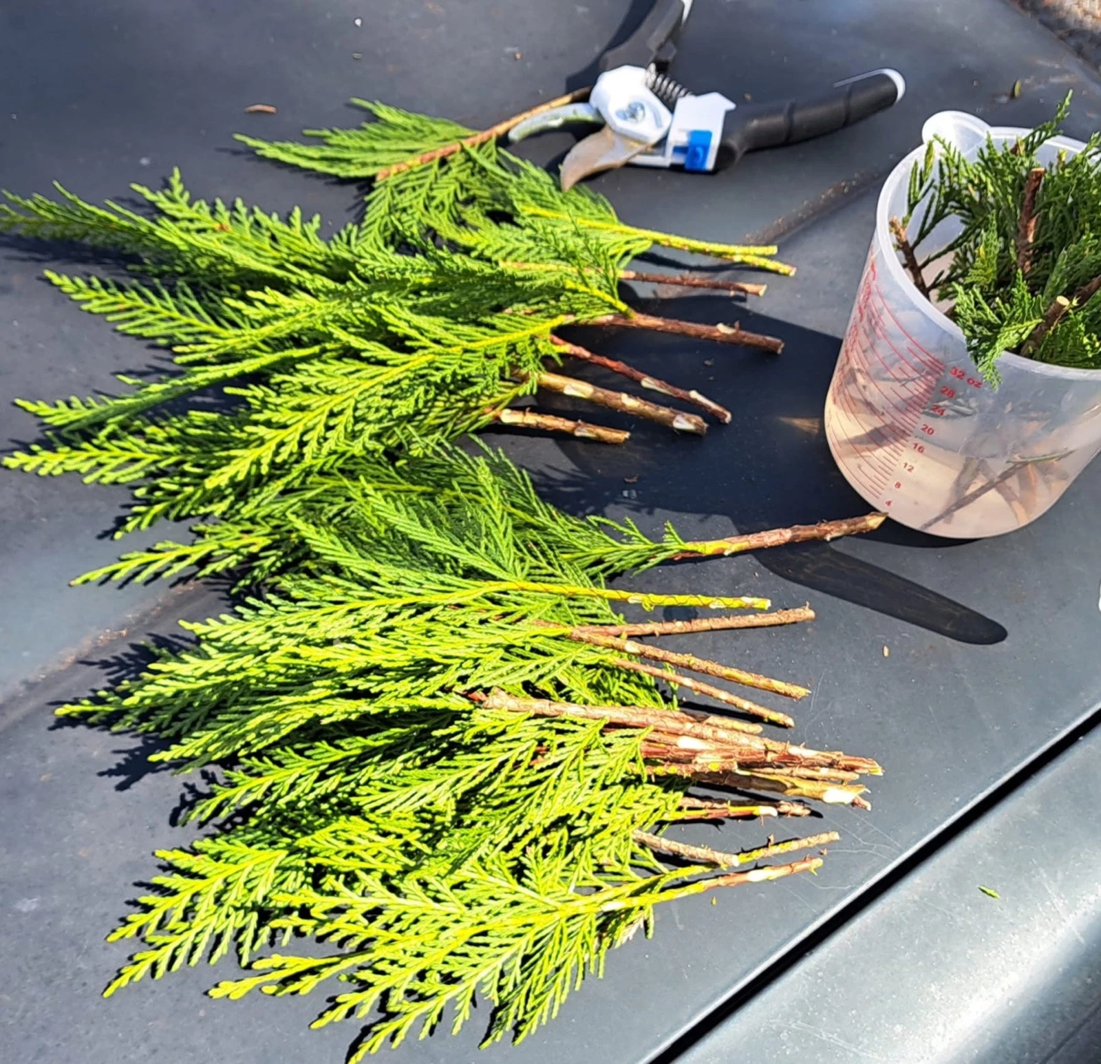 Leyland Cypress Tree Cuttings – 20 Fresh Unrooted Propagation Cuttings – Cuprocyparis leylandii Evergreen Conifer
