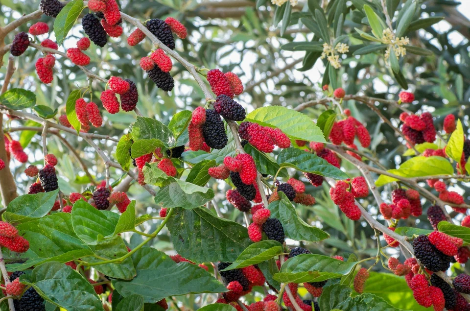 Red Mulberry Tree Cuttings - 12 Unrooted Morus rubra Stems for Easy Rooting and Fruit Growing