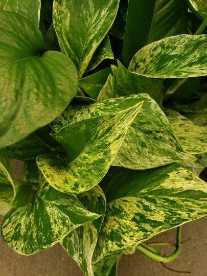 Marble Queen Pothos Vine – Variegated Devil’s Ivy Indoor Plant for Low Light and Hanging Pots