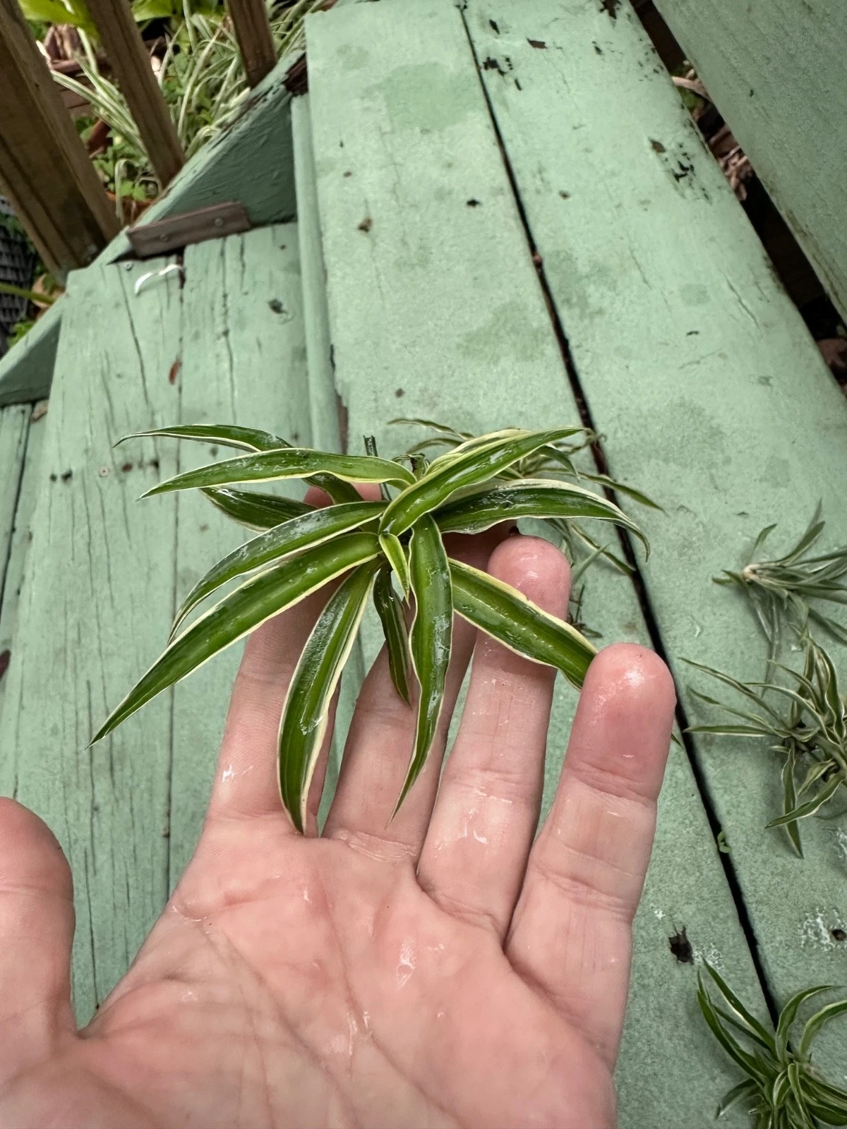 Reverse Variegated Spider Plant Cuttings – Chlorophytum comosum Indoor Houseplant Propagation