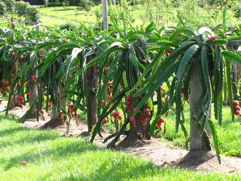 Live Dragon Fruit Cutting, Pitaya Cactus Propagation, Selenicereus spp., 6+ Inches, Tropical Climbing Cactus for Garden or Container