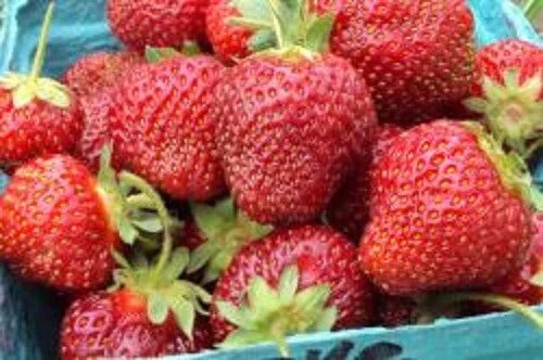 Honeoye Strawberry Plants - Lot of 10 Junebearing, Disease Resistant, Self-Pollinating Fragaria ananassa