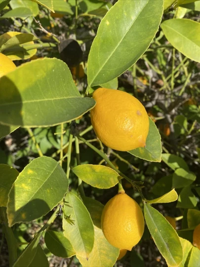 Meyer Lemon Cuttings – 6 Unrooted Citrus meyeri Propagation Cuttings for Grafting and Planting