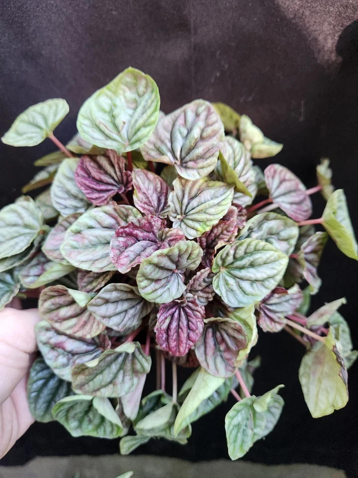 Red Ripple Peperomia Caperata Leaf Cutting in Propagation Cup for Indoor Growing