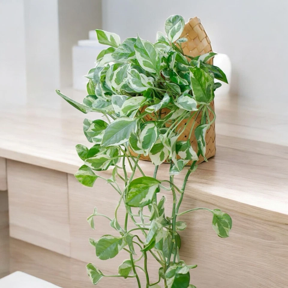 Pothos Pearls and Jade Cuttings Set of 3 Unrooted 4–5 Inch Indoor Houseplant Epipremnum Aureum