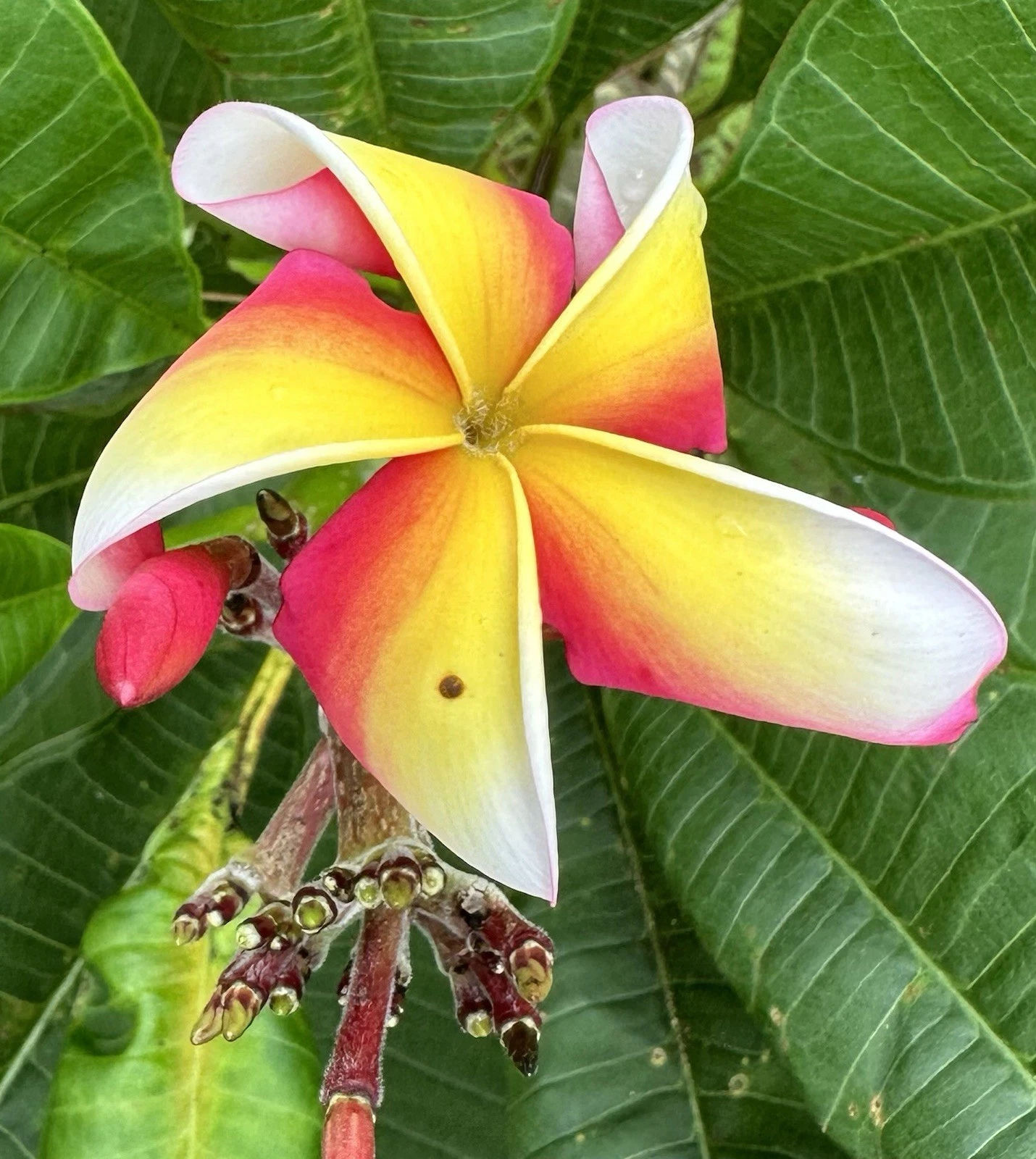 Plumeria Candy Stripe Live Cuttings – 10–12 Inch Flowering Frangipani Plant Propagation Starter