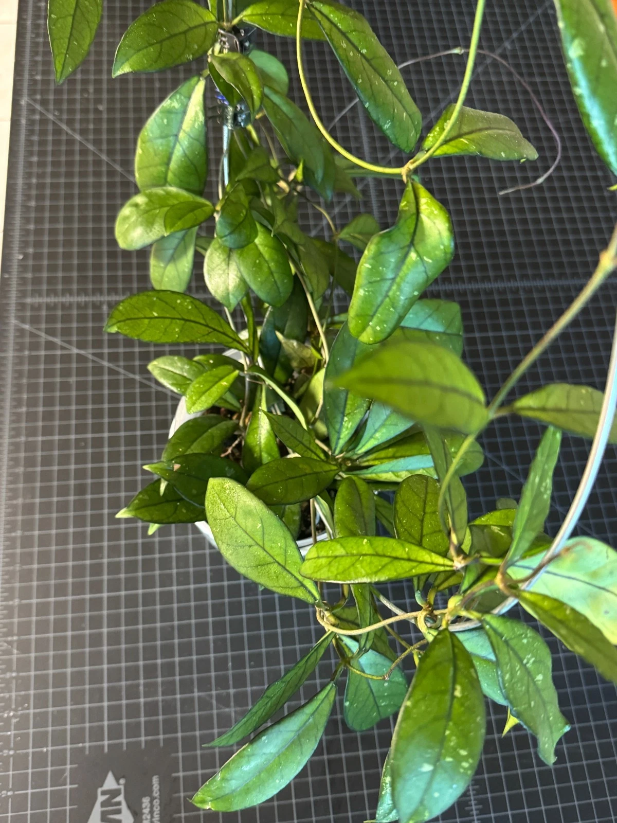 Hoya Crassipetiolata Node Cutting – Rare Indoor Vining Houseplant Propagation Starter