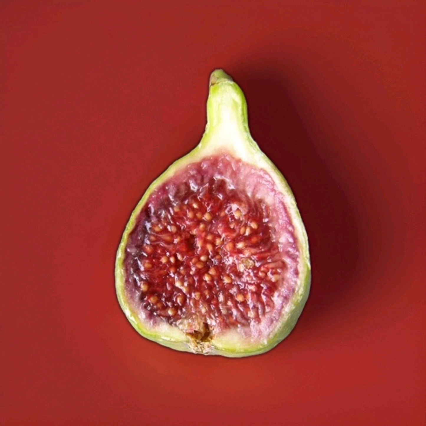 Strawberry Verte Fig Cutting – Live Unrooted Ficus Carica 6–8 Inch for Rooting or Grafting