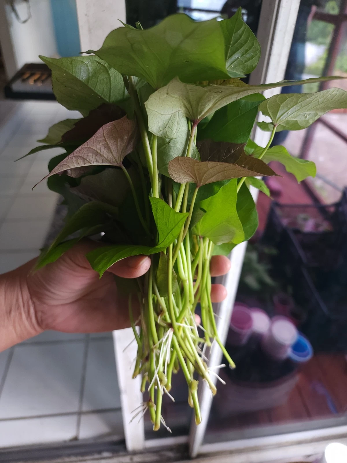 Okinawa Purple Sweet Potato Slips Live Cuttings - Ipomoea Batatas Root Vegetable Vine for Planting