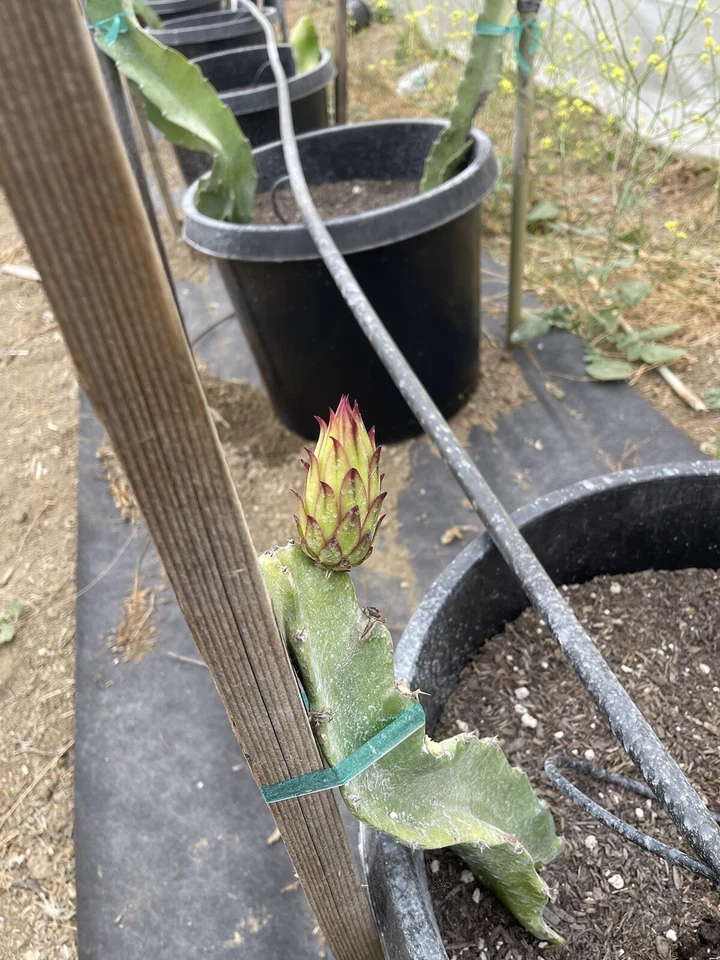 Robles Red Dragon Fruit Unrooted Cuttings – Mature Pitaya Cactus for Propagation and Growing