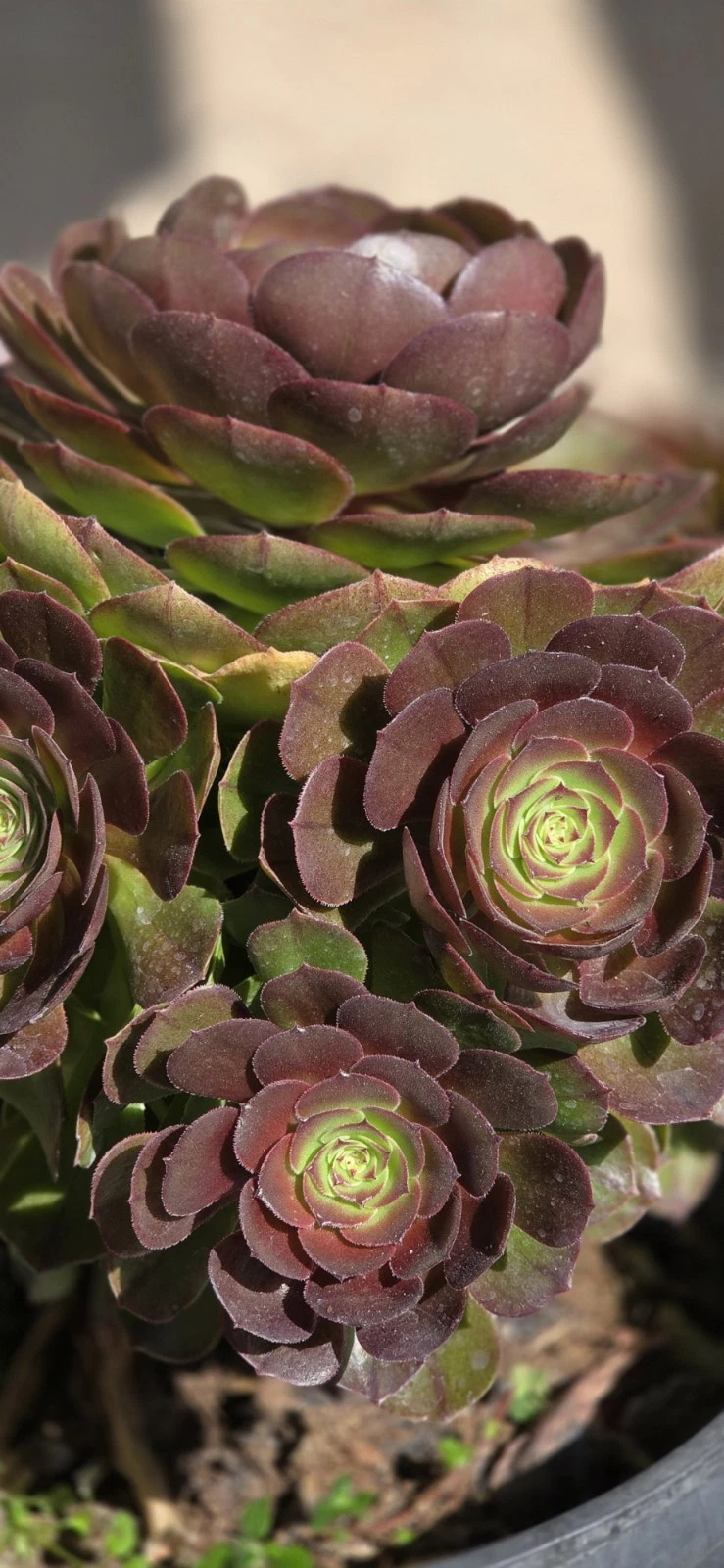 Aeonium ‘Halloween’ Succulent Cutting – Orange-Green Rosette Variety for Pots, Rock Gardens & Indoor Displays