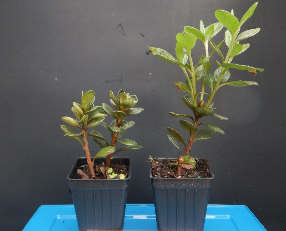 Amelia Rose Azalea Starter Plant – Deciduous Rhododendron Shrub for Garden Beds & Containers