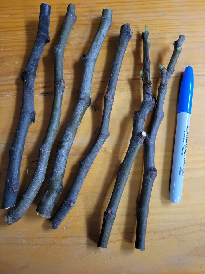 Celeste Fig Tree Cuttings - Set of 6 Unrooted Ficus carica ‘Celeste’ for Container or Garden Propagation