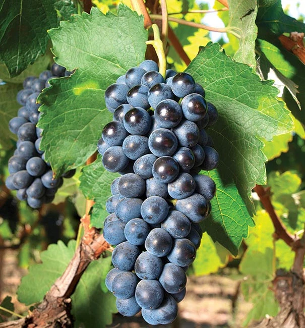 Concord Grape Cuttings Vitis Labrusca Unrooted Planting Propagation Fruit Vine