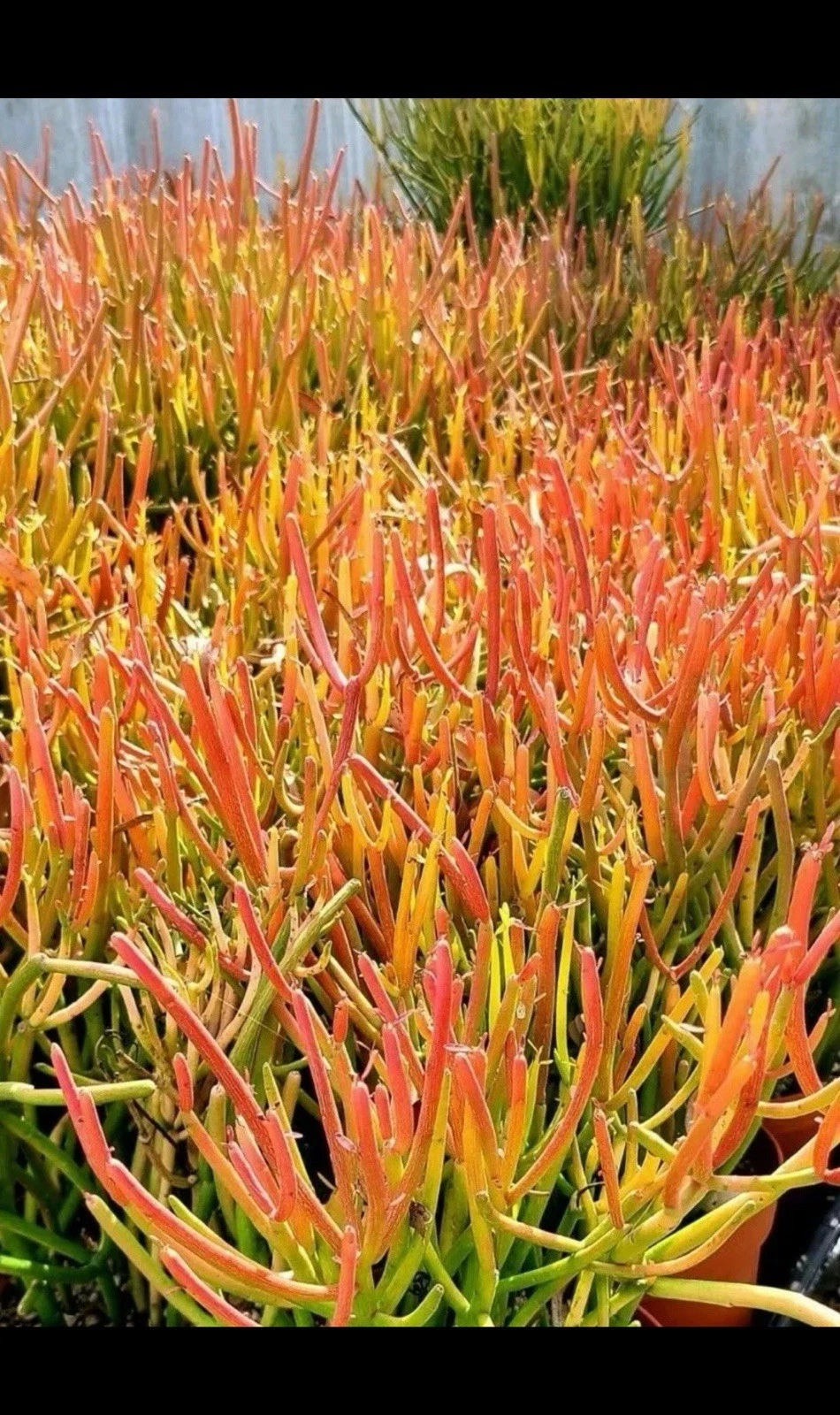 Fire Sticks Pencil Cactus Cuttings – 3 Unrooted Euphorbia tirucalli Succulent Propagation Cuttings 12 Inches