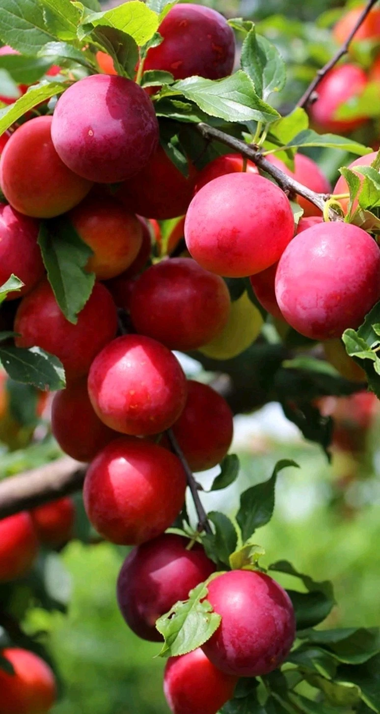 Japanese Red Plum Cutting for Planting – 6-8 Inch Unrooted Prunus salicina Propagation Cuttings