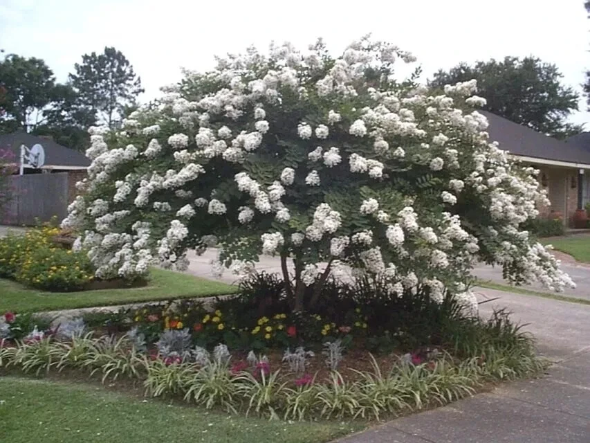 Crape Myrtle Cuttings – Petite Snow Lagerstroemia indica – White Flowering Dwarf Shrub for Rooting & Grafting