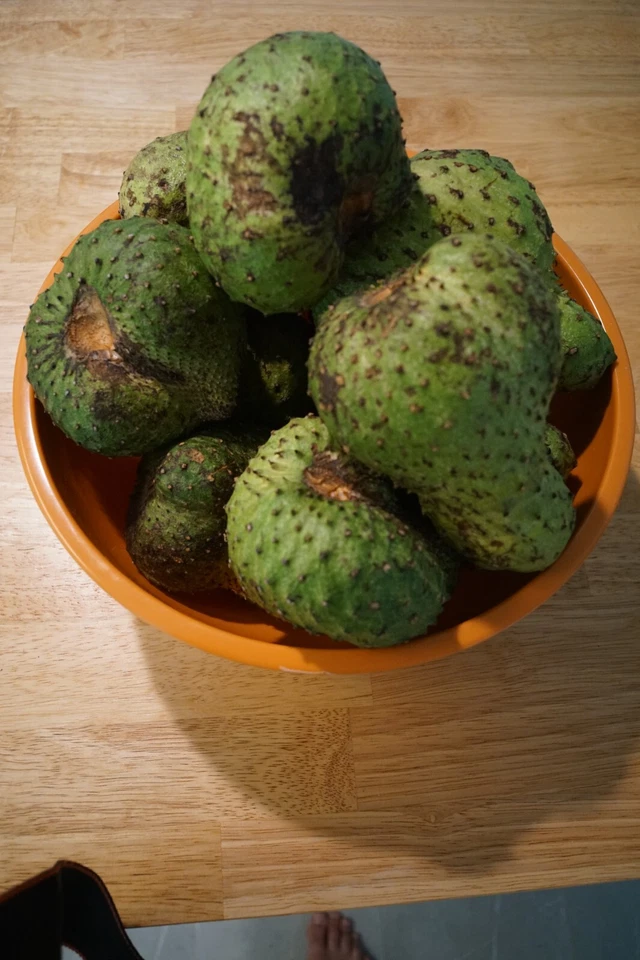 Live Soursop Tree Plant Annona Muricata Guanábana Tropical Fruit Tree 8-10 Inches in Pot