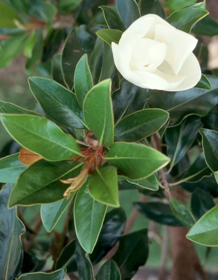 Magnolia Little Gem Cuttings – 3 Live Evergreen Magnolia Cuttings for Rooting or Grafting