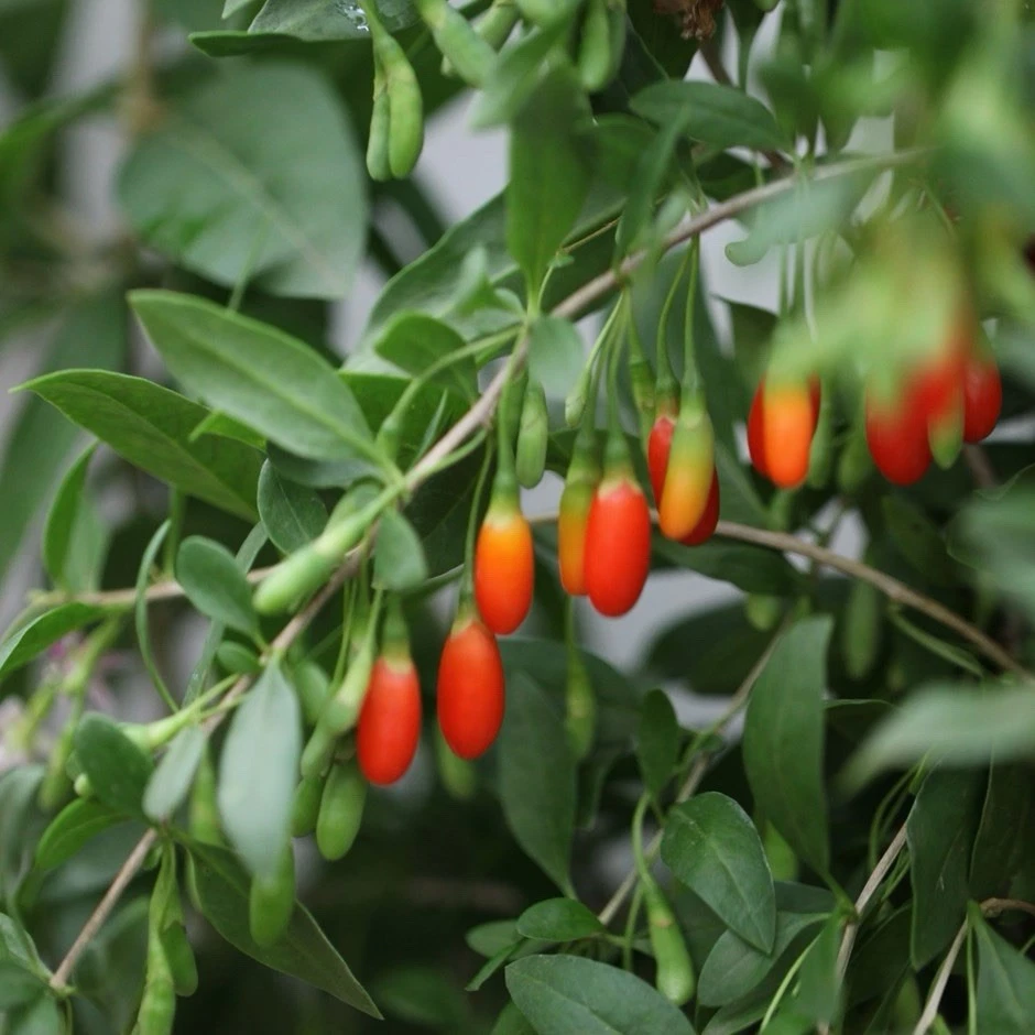 Goji Berry Plant in Pot - Live Lycium Barbarum, Easy Grow Fruit Shrub for Garden or Containers