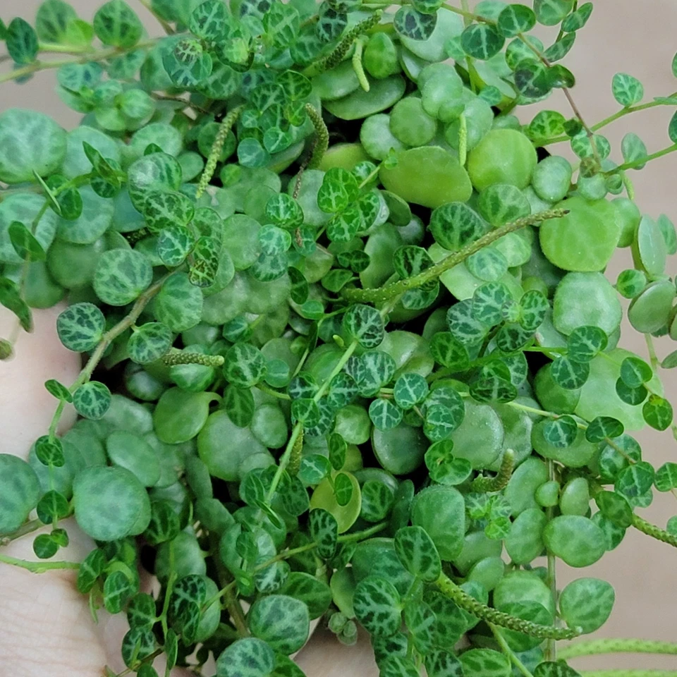 String of Turtles Houseplant 3-Inch Potted Peperomia prostrata Trailing Indoor Plant with Turtle Pattern Leaves