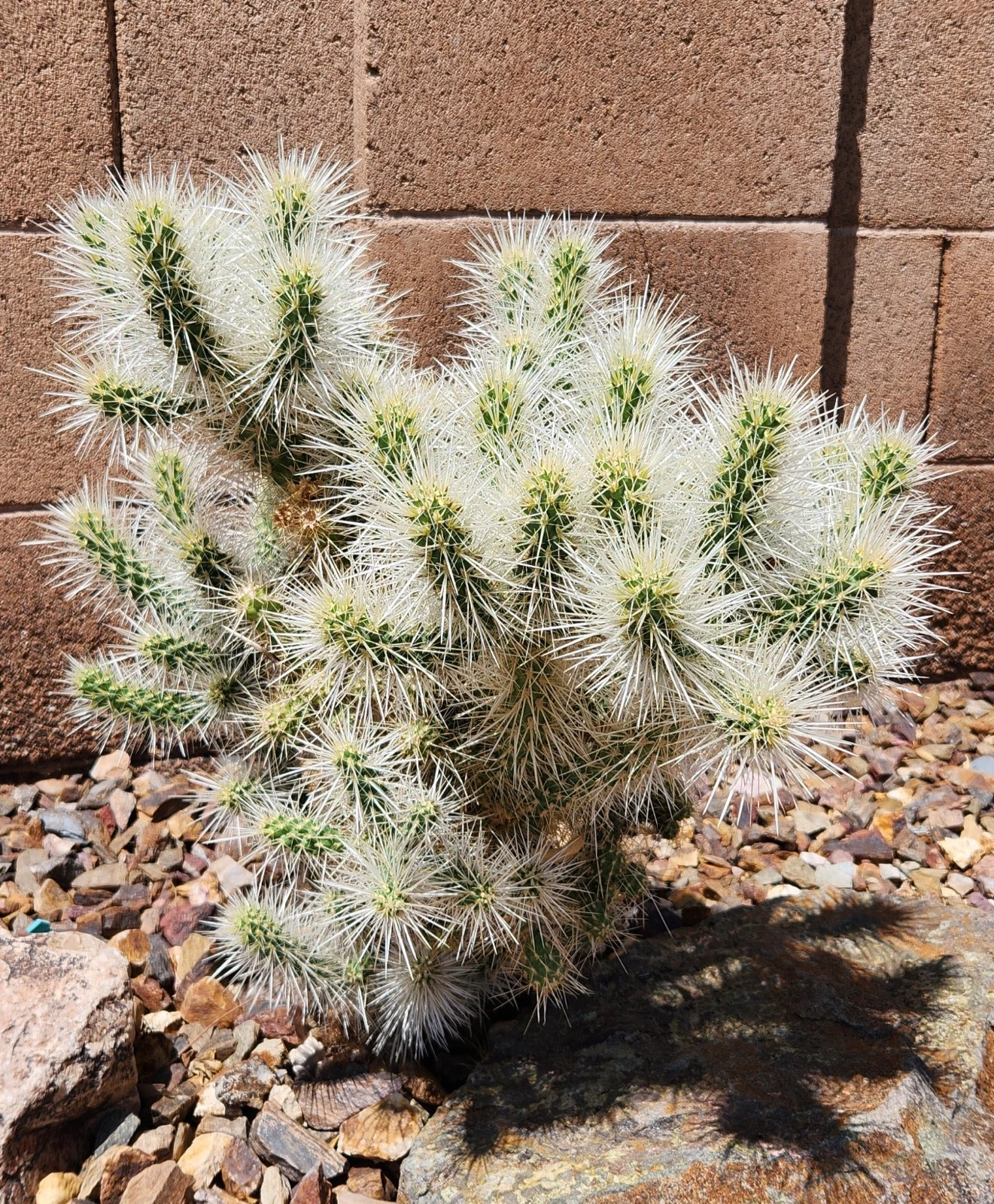 Silver Cholla Cactus Cutting Segment Cylindropuntia Echinocarpa Live Desert Cactus for Propagation