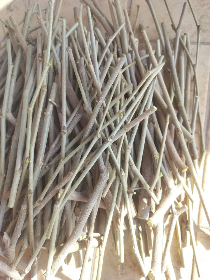 Shangri-La Mulberry Cuttings – 12 Fresh Unrooted Scions for Rooting or Grafting Outdoor Fruit Tree