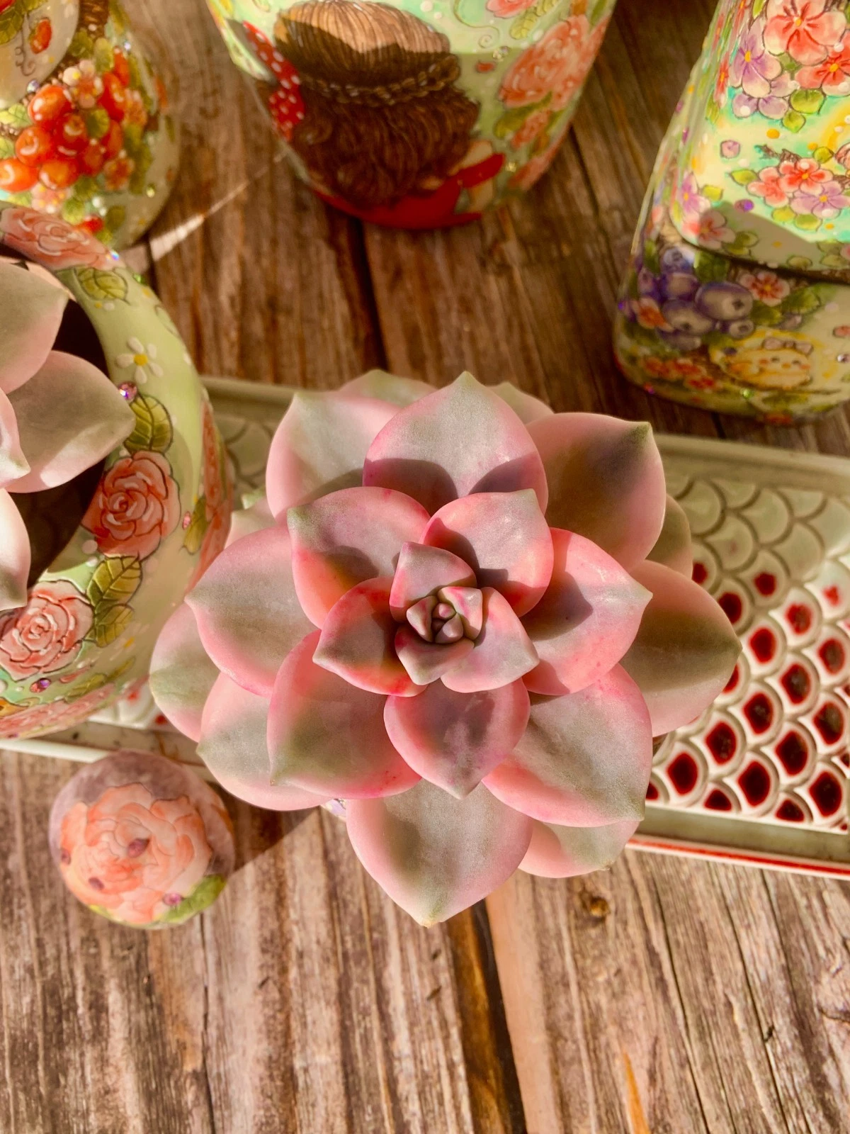 Graptopetalum Snow White Variegated Succulent Plant – Live Bare Root Rosette, Indoor or Container, Perennial, Well-Draining Soil