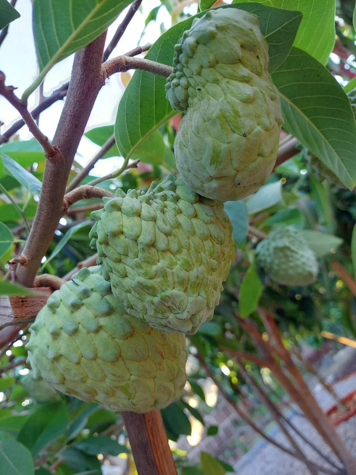 Cherimoya Live Cuttings – 10 Organic Annona cherimola Sticks for Rooting or Grafting