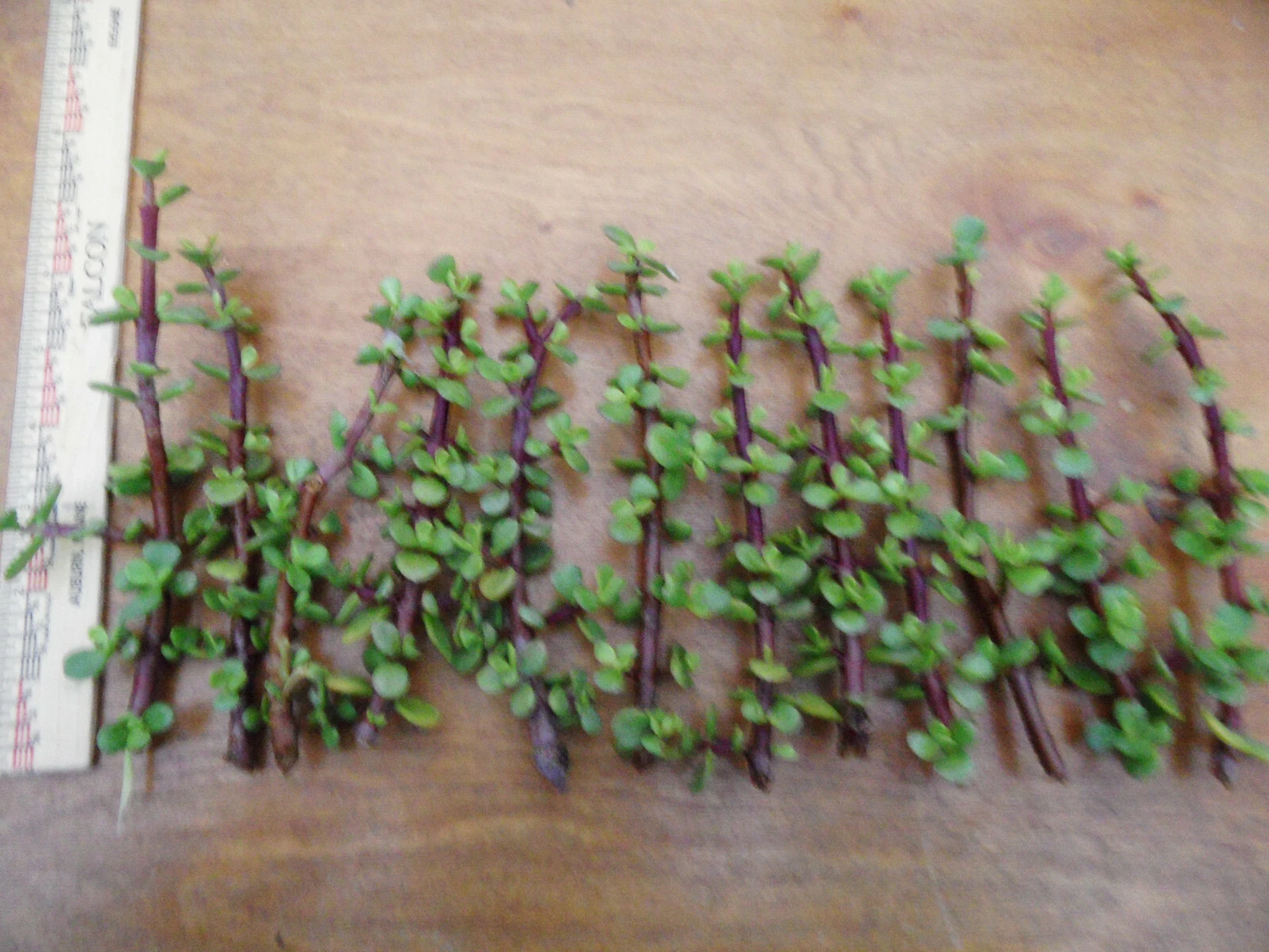 Portulacaria afra Cuttings - Lot of 12 Fresh 6-Inch Red-Stem Spekboom Succulent Stems for Easy Propagation