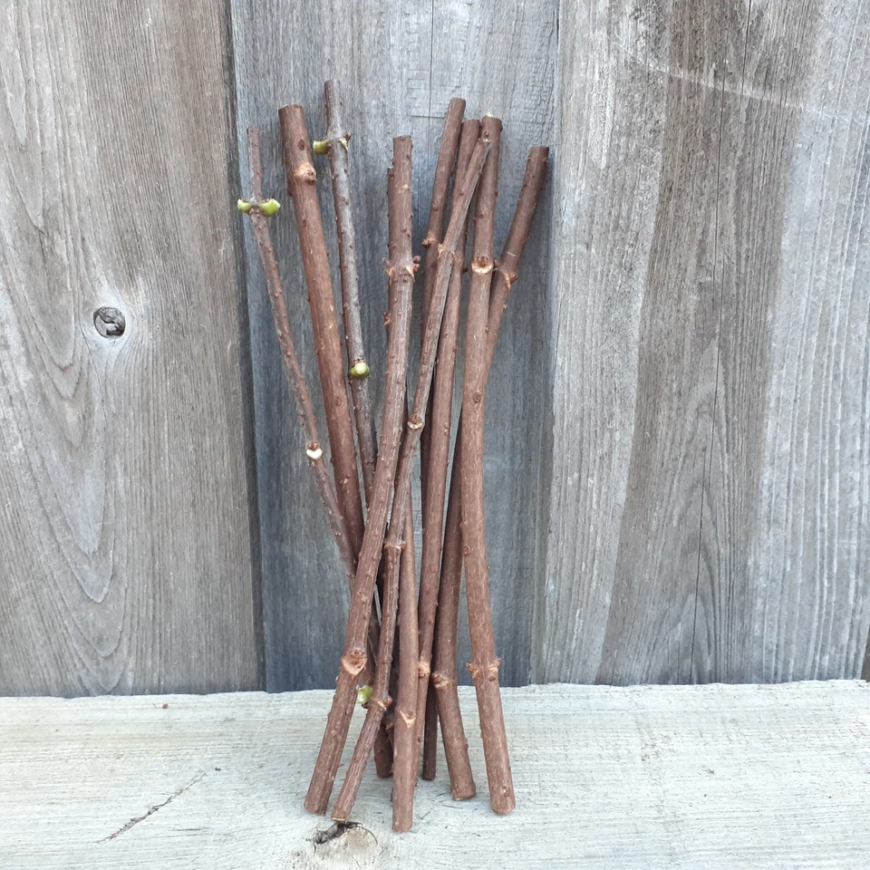 Adams American Elderberry Cuttings - 8 Fresh 8-10 Inch Unrooted Sambucus canadensis Cuttings